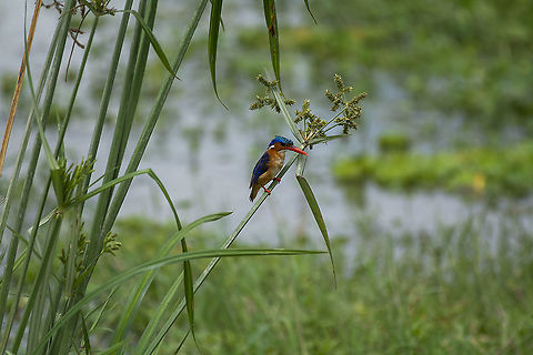 Malachite Kingfisher  Corythornis cristatus,Geotagged,Kenya,Malacahite kingfisher,Summer