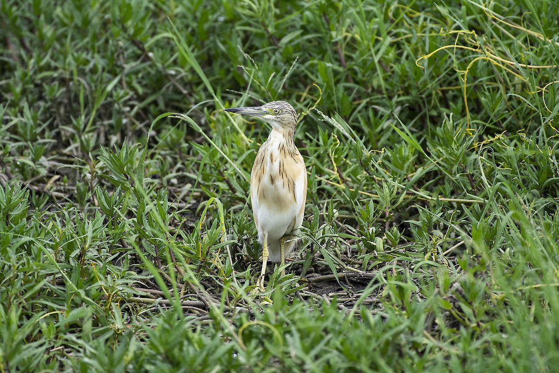 Squacco heron  Ardeola ralloides,Geotagged,Kenya,Squacco Heron,Summer
