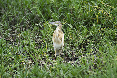 Squacco heron  Ardeola ralloides,Geotagged,Kenya,Squacco Heron,Summer