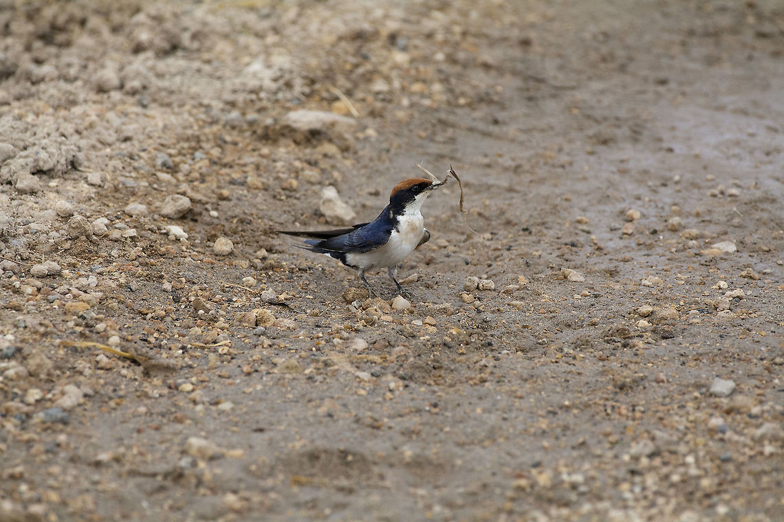 Wire-tailed swallow  Geotagged,Hirundo smithii,Kenya,Summer,Wire-tailed Swallow