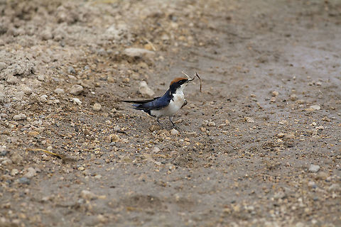 Wire-tailed swallow  Geotagged,Hirundo smithii,Kenya,Summer,Wire-tailed Swallow