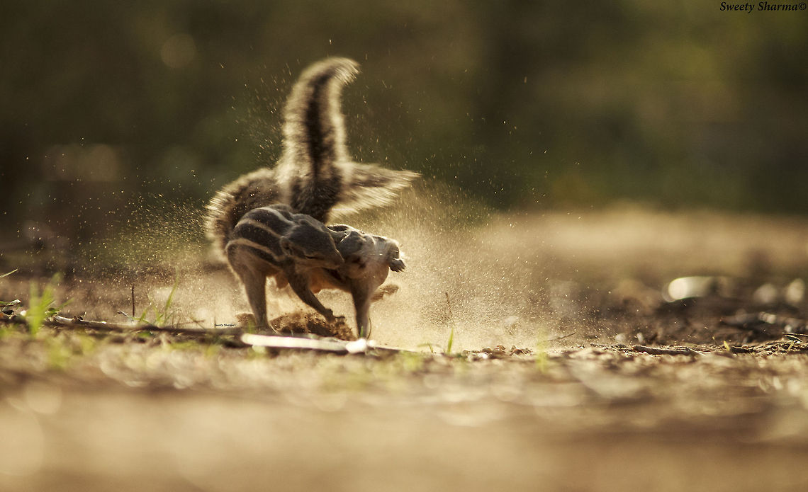 Dhobi Pachadh  Indian palm squirrel (Funambulus palmarum) Funambulus palmarum,Geotagged,India,Indian palm squirrel