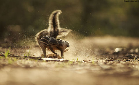 Dhobi Pachadh  Indian palm squirrel (Funambulus palmarum) Funambulus palmarum,Geotagged,India,Indian palm squirrel