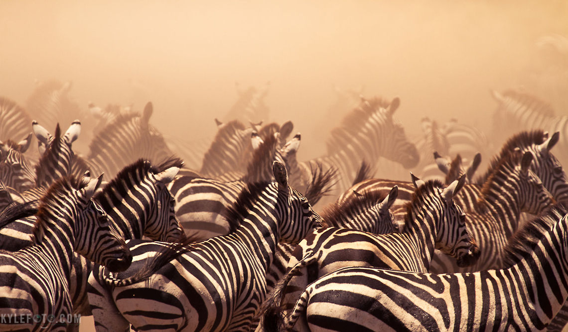 Zebra in the dust During the great migration countless zebra and wildebeest move through the Serengeti, following the rains that move cyclicly through Kenya and Tanzania. The amazing thing about this is moments before these zebra were nowhere to be seen, and upon arriving back to the river side we were inundated with this heard that went on as far as the dust allowed us to see.<br />
<br />
These zebra were frantically running to the river to quench their thirst, always aware of the Crocodiles lurking, there was one in the river, but it was full. Nevertheless a zebra would get spooked and the entire group would abandon the river at once, kicking up dust and lining themselves up like this. It&#039;s something we spent the whole day doing, it was fantastic.<br />
<br />
This was taken on my Kenya &amp; Tanzania Photographic Safari last February,  I have two more trips in February and September 2012, to find out more check out my workshops here: <a href="http://www.kylefoto.com/category/workshops/" rel="nofollow">http://www.kylefoto.com/category/workshops/</a> Equus quagga,Plains Zebra,Tanzania,africa,dust,herd,zebra
