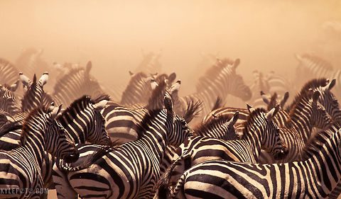 Zebra in the dust During the great migration countless zebra and wildebeest move through the Serengeti, following the rains that move cyclicly through Kenya and Tanzania. The amazing thing about this is moments before these zebra were nowhere to be seen, and upon arriving back to the river side we were inundated with this heard that went on as far as the dust allowed us to see.

These zebra were frantically running to the river to quench their thirst, always aware of the Crocodiles lurking, there was one in the river, but it was full. Nevertheless a zebra would get spooked and the entire group would abandon the river at once, kicking up dust and lining themselves up like this. It's something we spent the whole day doing, it was fantastic.

This was taken on my Kenya & Tanzania Photographic Safari last February,  I have two more trips in February and September 2012, to find out more check out my workshops here: http://www.kylefoto.com/category/workshops/ Equus quagga,Plains Zebra,Tanzania,africa,dust,herd,zebra