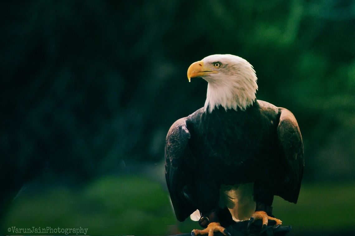 The Mighty One!  Bald Eagle,Eagle,Haliaeetus leucocephalus,Nature,bird