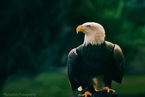 The Mighty One!  Bald Eagle,Eagle,Haliaeetus leucocephalus,Nature,bird