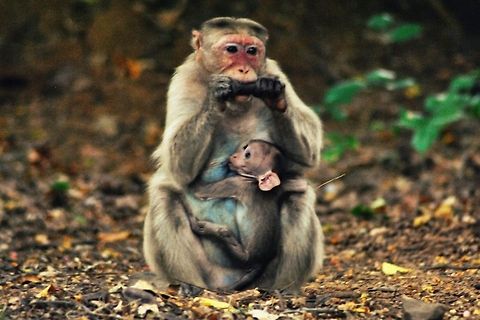 Mom_n_Kid  Bonnet macaque,Macaca radiata
