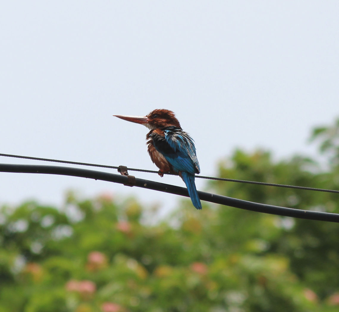 White Throated kingfisher White throat-ed Kingfisher perched on a wire . This one had just taken a dip in near by water body and was drying himself by sitting in the sun . <br />
This pic was taken using Canon eos 1200D with canon 55-250mm lens <br />
 Halcyon smyrnensis,White-throated kingfisher