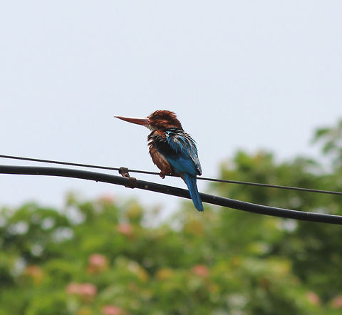 White Throated kingfisher White throat-ed Kingfisher perched on a wire . This one had just taken a dip in near by water body and was drying himself by sitting in the sun . 
This pic was taken using Canon eos 1200D with canon 55-250mm lens 
 Halcyon smyrnensis,White-throated kingfisher