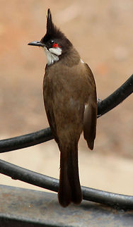 bulbul_special  Pycnonotus jocosus,Red-whiskered Bulbul