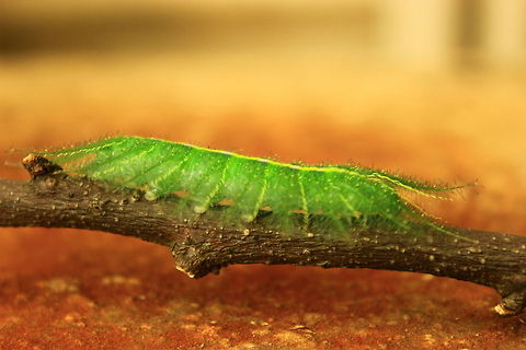 Common Baron caterpillar  Common Baron,Euthalia aconthea