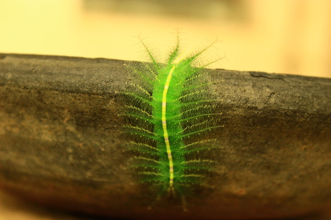 Common Baron Caterpillar on wood  Common Baron,Euthalia aconthea