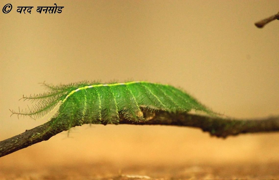 Common baron caterpillar It is a caterpillar which is one of the most beautiful caterpillars found in India . This species is master of camouflage and very hard to find (spot) in dense forests . Common Baron,Euthalia aconthea