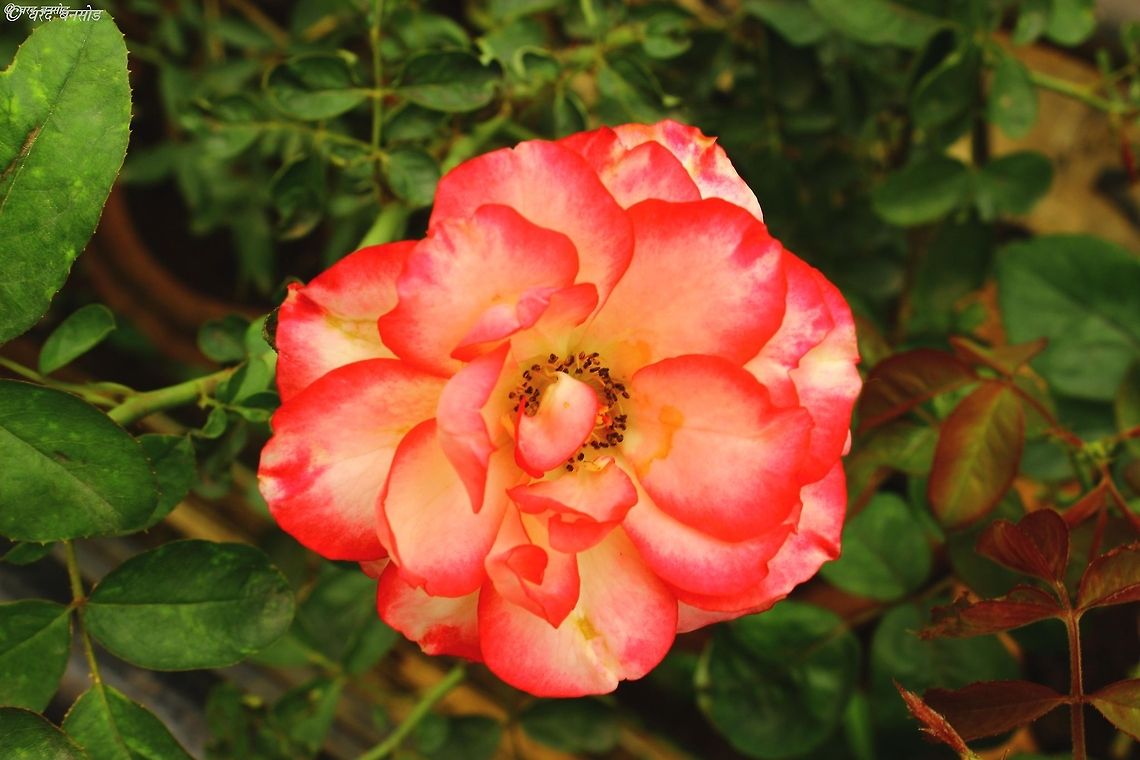 Rose