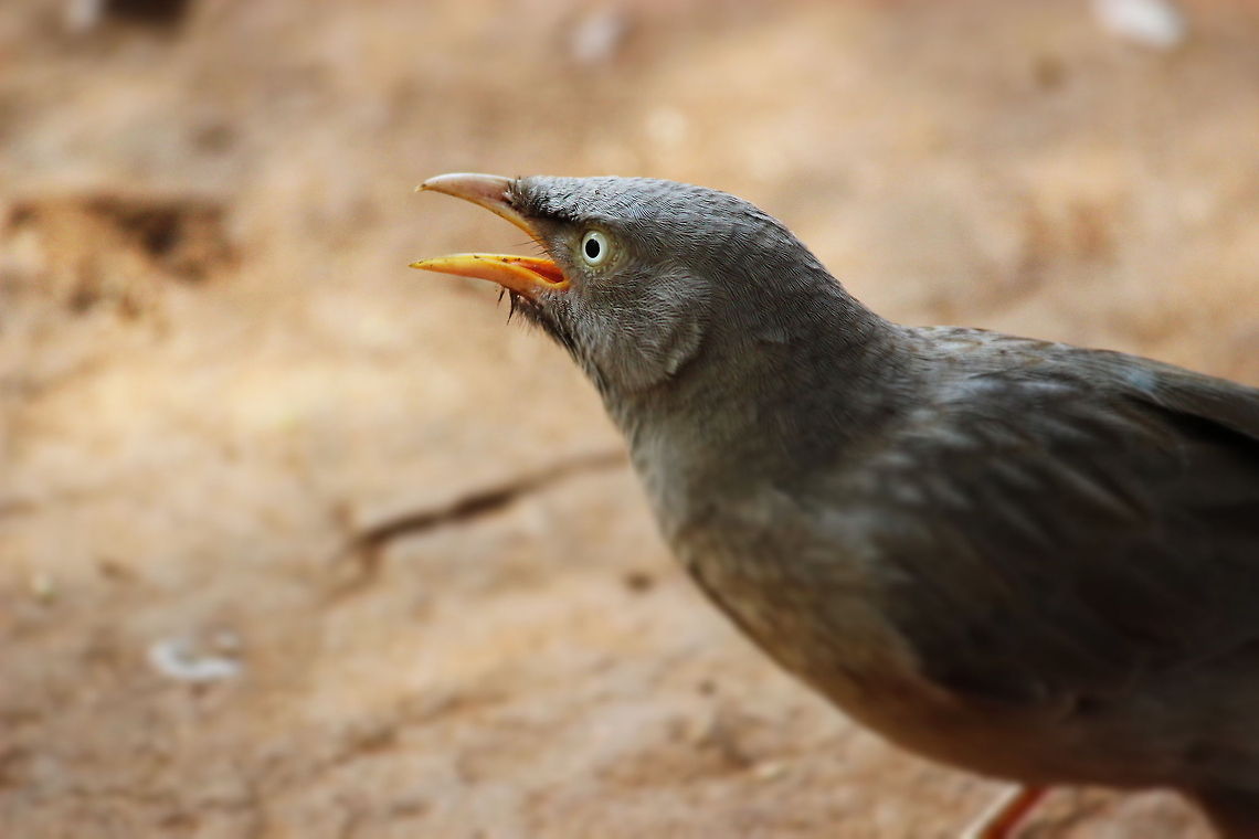 Jungle Babbler Portrait shot of a jungle babbler with blurred background<br />
<br />
 Jungle Babbler,Turdoides striata