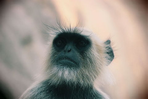 Common langur A Common langur lost in deep thoughts Northern plains gray langur,Semnopithecus entellus