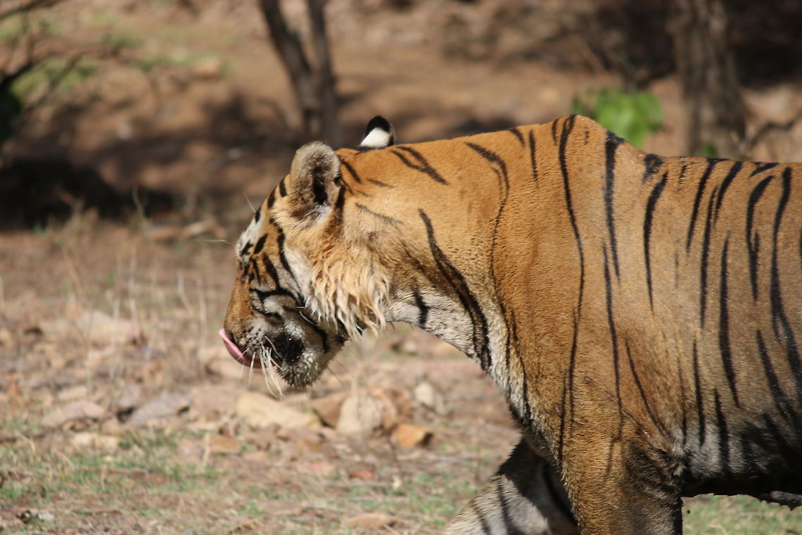 Royal bengal tiger This is the T-28 male from Ranthambore National Park (India). As the name suggests it is really a Royal creature .  Bengal tiger,Panthera tigris tigris