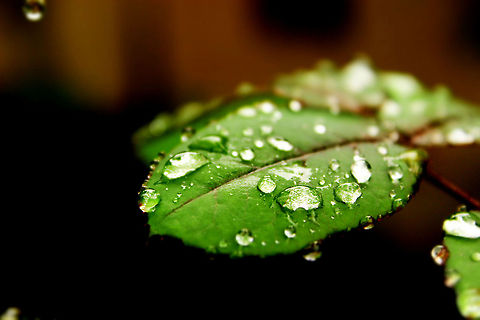 After rains  Raindrops