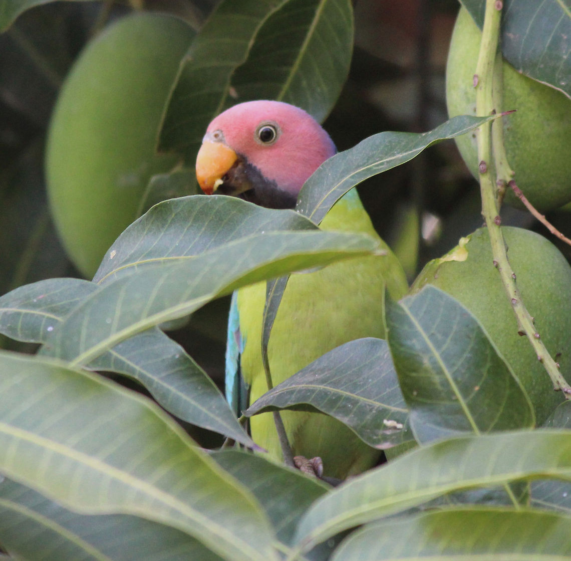 Plum headed parakeet A plum-headed parakeet male eating a raw mango .  Plum-headed Parakeet,Psittacula cyanocephala