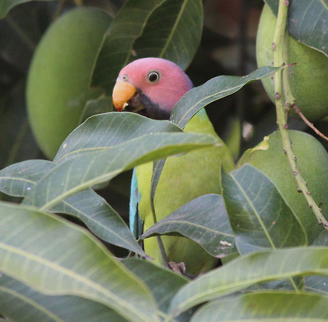 Plum headed parakeet A plum-headed parakeet male eating a raw mango .  Plum-headed Parakeet,Psittacula cyanocephala
