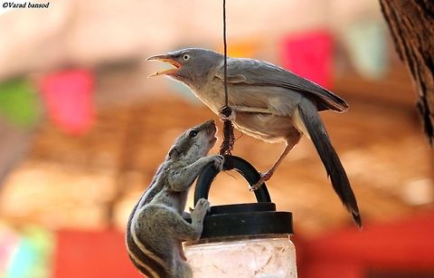 A fight for food between a jungle babbler and a squirrel The squirrel and the babbler were fighting over food perched on top of a bird feeder was the babbler who was feasting on the millet inside when the squirrel came and the fight began. Jungle Babbler,Turdoides striata
