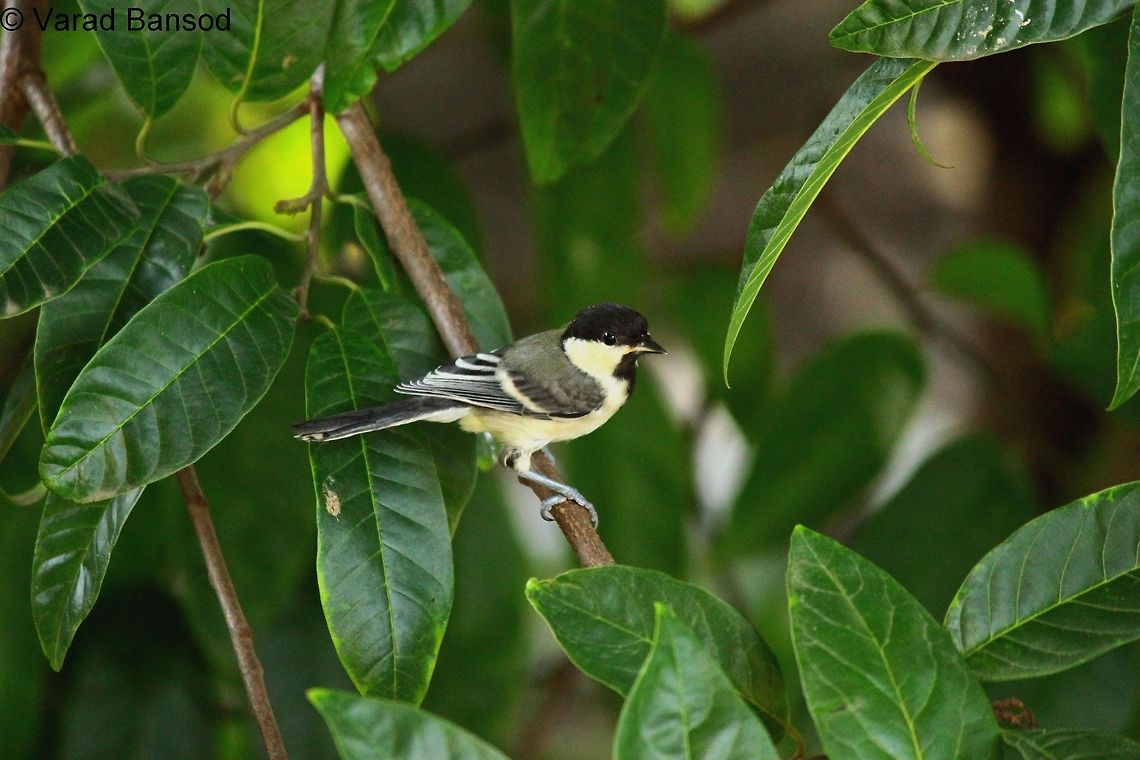 grey_tit At time of sunset, a grey tit sitting peacefully on a branch of tree. Great Tit,Grey Tit,Parus afer,Parus major