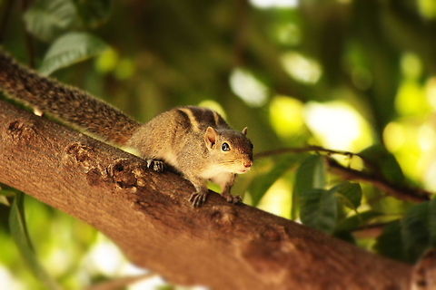 An innocent squirrel A squirrel whose innocence can be seen in her eyes, the most cute and lively animal found in the urban landscape. Funambulus palmarum,Indian palm squirrel
