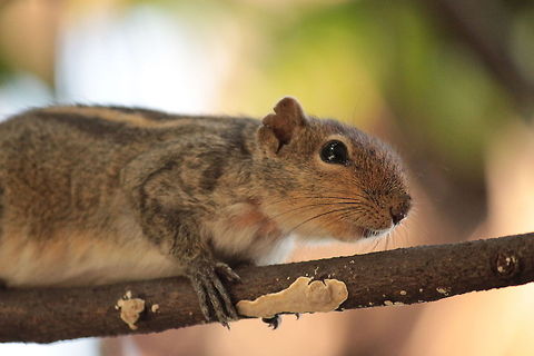 Squirrel  Portrait of a  squirrel whose innocence can be seen in her eyes, the most cute and lively animal found in the urban landscape. Funambulus palmarum,Indian palm squirrel