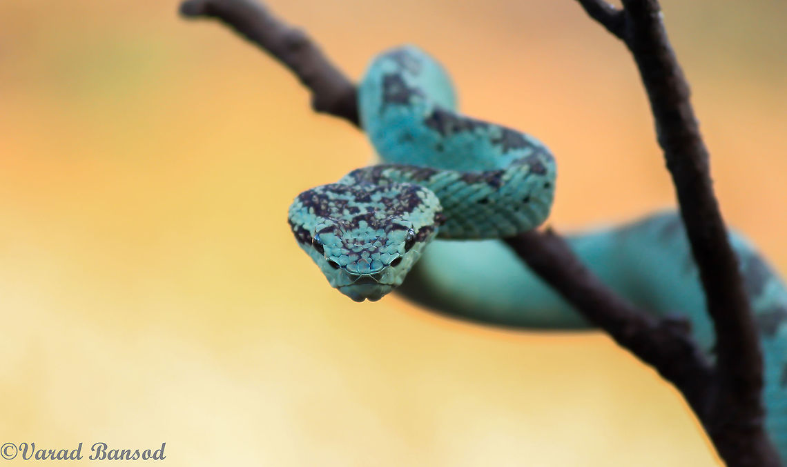 Malabar pit viper closeup It was an awesome experience to photograph this beauty which is also a beast .... The lovely yet deadly malabar pit viper was clicked at Amboli in the western Ghat region in the Maharashtra state of India ! Malabar pit viper,Trimeresurus malabaricus
