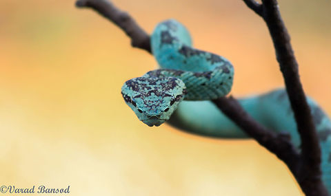 Malabar pit viper