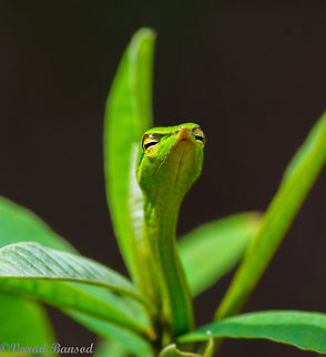 Pouting vine snake The green vine snake one of the most beautiful camouflaged beauties from the western ghats of INDIA , This snake is a really beautiful organism which as the name suggest is mistaken as a vine hanging from a tree...such is its camouflaging ..The green vine snake !! Ahaetulla nasuta,Fall,Geotagged,Green vine snake or Long-nosed whip snake,India,Snakes,western ghats