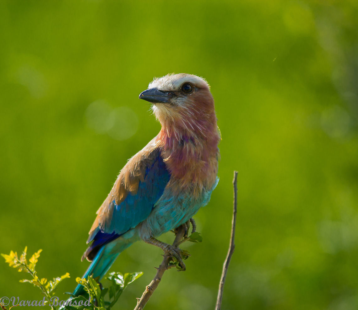 lilac Breasted Roller A beautiful bird in a beautiful jungle. From mikumi national park of tanzania Coracias caudatus,Lilac-breasted Roller,birds,feathers,tanzania