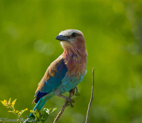lilac Breasted Roller A beautiful bird in a beautiful jungle. From mikumi national park of tanzania Coracias caudatus,Lilac-breasted Roller,birds,feathers,tanzania