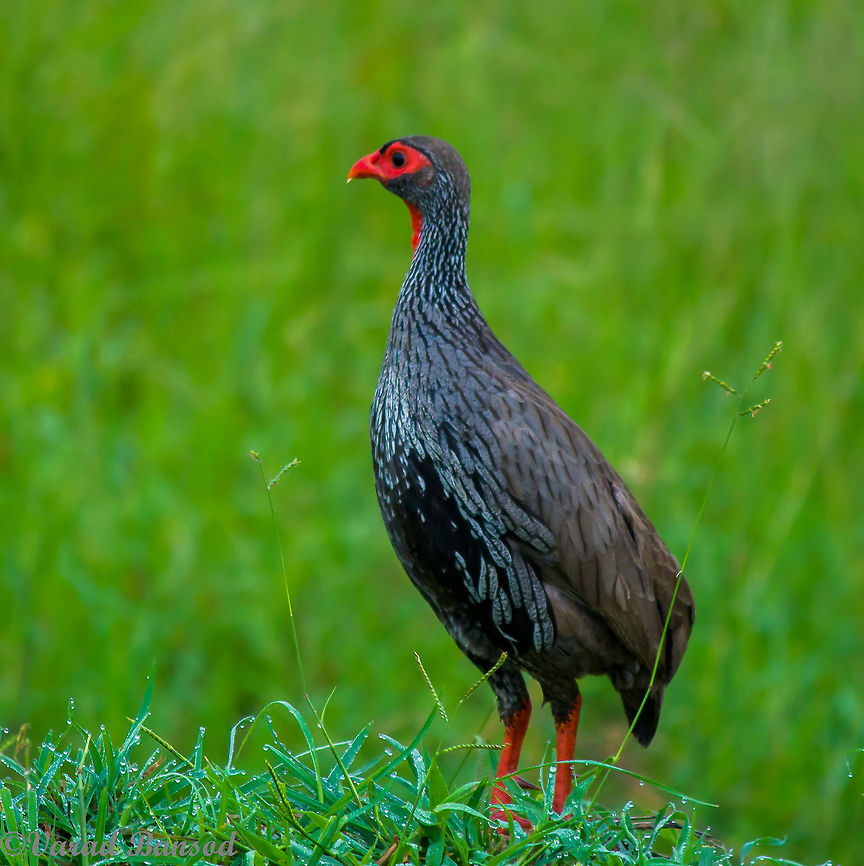 red-necked spurfowl From the family of game birds this bird is a beautiful one , it gave us many photographic opportunities by standing in a beautiful stance on small heaps or on dew laden grass as seen in the image&#039; Pternistis afer,Red-necked spurfowl