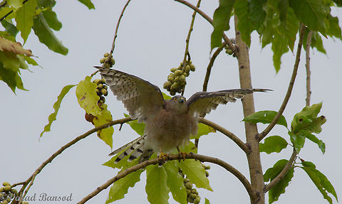 Take Off A female shikra (accipter badius) about to take off , this urban raptor is a frequent sight in urban areas as well as in the Indian jungles  Accipiter badius,Raptors,Shikra,urban