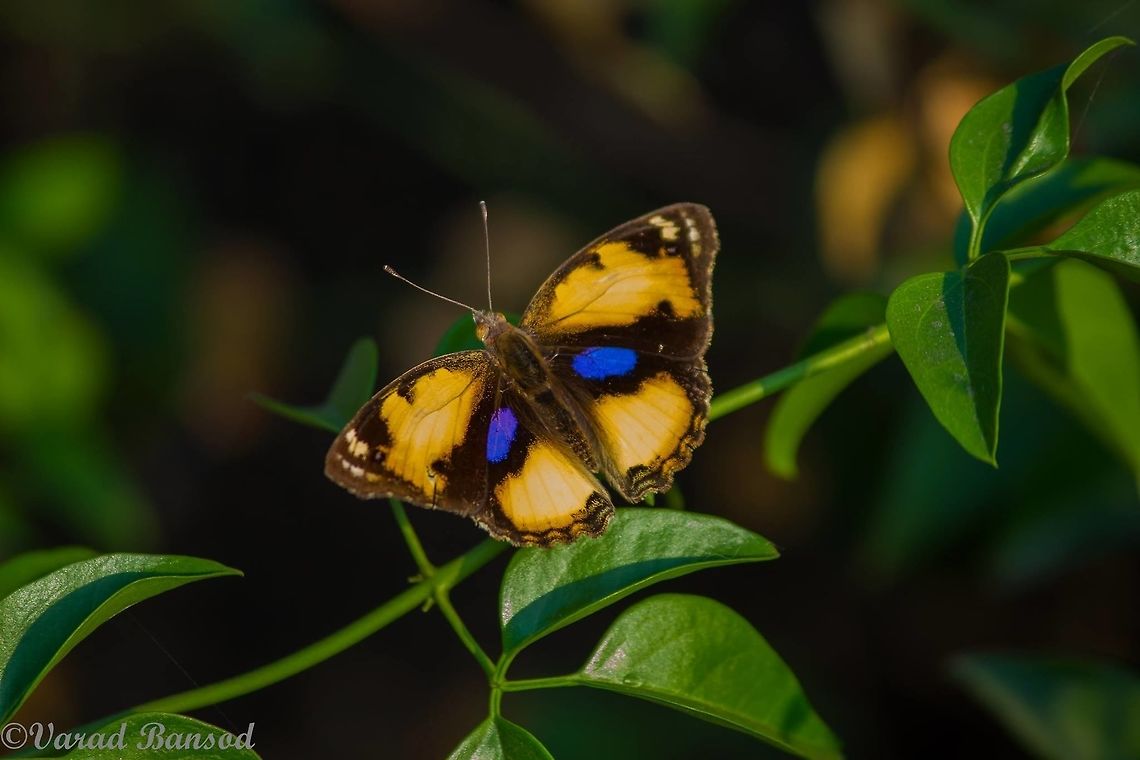 Yellow Pansy A beautiful yellow pansy butterfly sitting gently on a plant ! This is one of the most beautiful butterflies from the pansy family .. More from the pansy family coming soon to view follow me Butterfly,Junonia hierta,Yellow Pansy