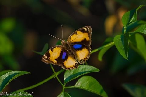 Yellow Pansy A beautiful yellow pansy butterfly sitting gently on a plant ! This is one of the most beautiful butterflies from the pansy family .. More from the pansy family coming soon to view follow me Butterfly,Junonia hierta,Yellow Pansy