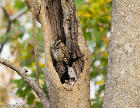 Master of camouflage The very sweet and shy collared scops owl from pench national park INDIA , this one was sitting peacefully in the bark and due to its camouflage  only trained eyes of the naturalists from the park are able to spot them !! Camouflage,Collared Scops Owl,India,Indian Scops Owl,Otus bakkamoena,Otus lettia,owls,pench national park,small owls