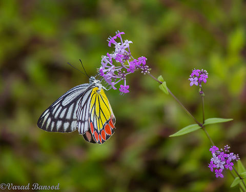Common_Jezbel_Amboli_2015_(1_of_1) A common yet beautiful jewel amongst the flowers , The common jezebel butterfly is a really beautiful one and it is fun to follow this one from shrub to shrub on the endless meadows in the winters !! Butterfly,Common Jezebel,Delias eucharis,India,beauty,colorful,western ghats