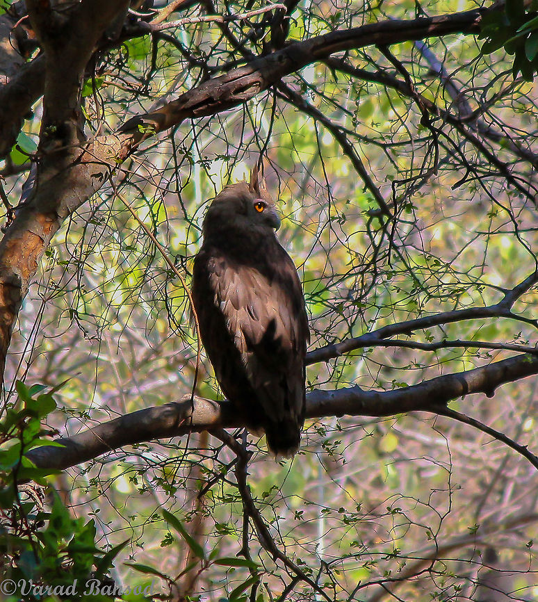 Dusky_Eagle_owl_ A rare sight , The dusky eagle owl is a treat to eyes and a sheer terror amongst smaller wildlife , Got to see this unique species in Ranthambore National Park in 2014 . Bubo coromandus,Dusky eagle-owl,Ranthambore National Park,beauty