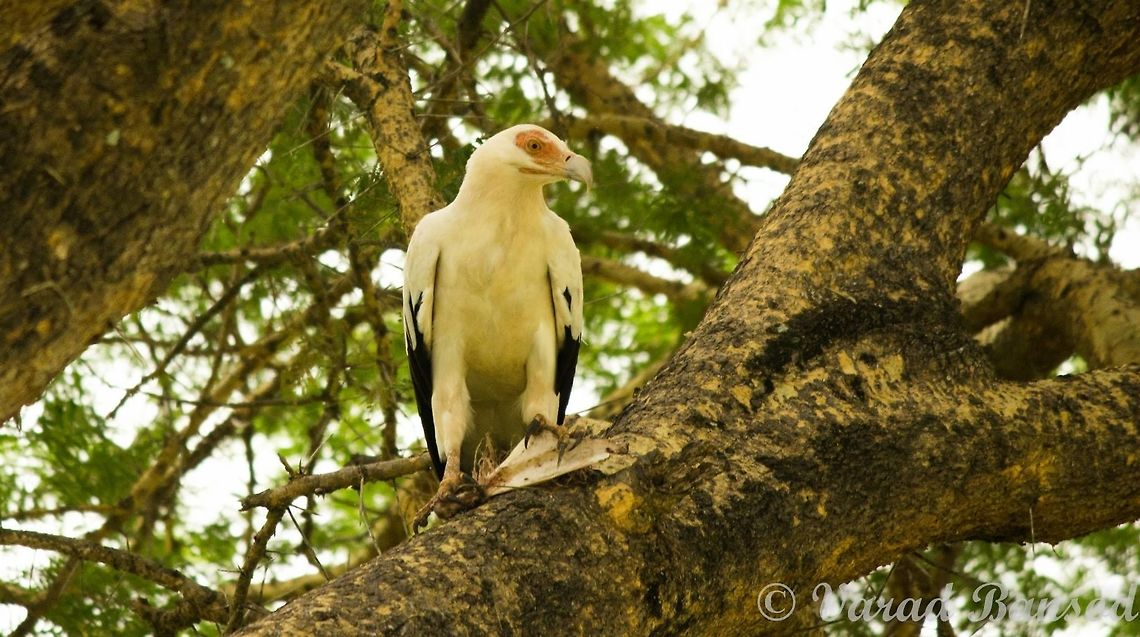 Preying Peacefully A palm nut vulture a rare sight from mikumi national park , sitting quietly on a tree and preying on flesh , we were lucky to observe this awesome creature from very close quarters in Tanzania !! Gypohierax angolensis,Palm-nut Vulture,Palmnut Vulture,tanzania,vultures