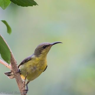 A cute little sunbird While clicking in garden suddenly this little one flew in from somewhere and spent a few minutes with me !! It was a nice experience to click this one !!! Managed to click a few images sharing one ...... Leptocoma zeylonica,Purple-rumped Sunbird,Purple-rumped sunbird