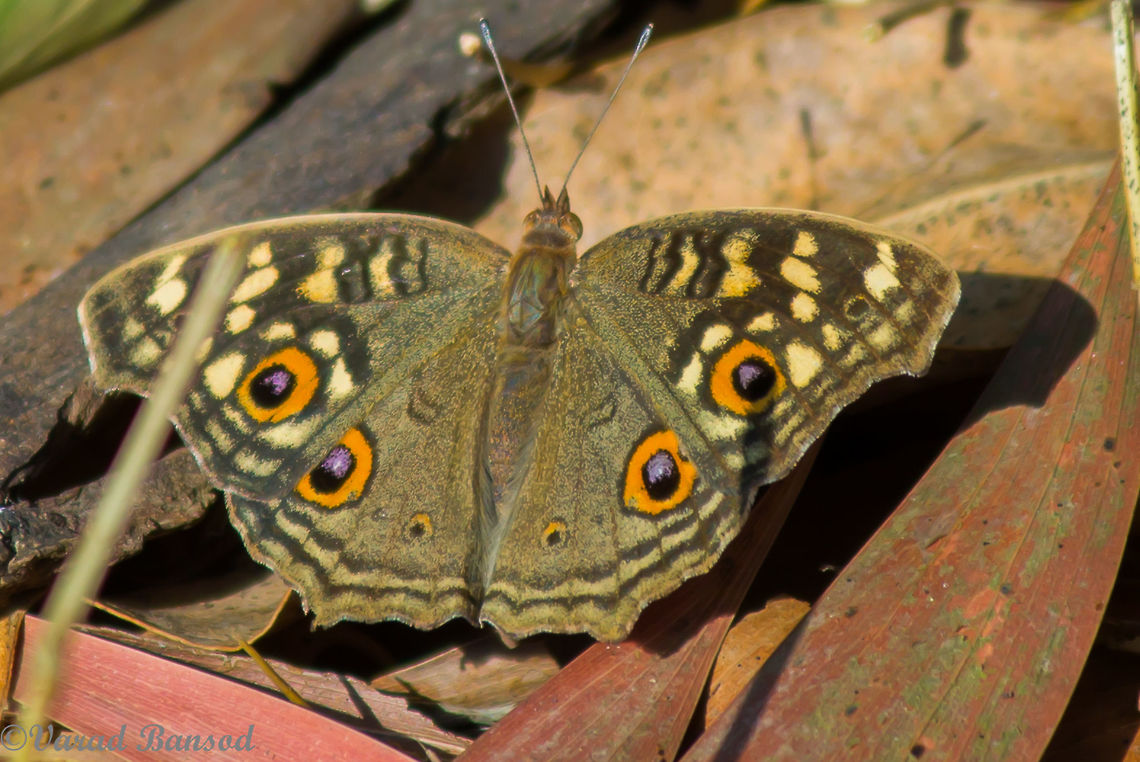 Lemon Pansy Another one from the pansy series , The lemon pansy is a beautiful butterfly with a good camouflage when wings are folded , when walking in grass its fun to have a lemon pansy guiding you by flying and then sitting at every few metres !!<br />
 Butterfly,India,Junonia lemonias,Lemon Pansy,western ghats