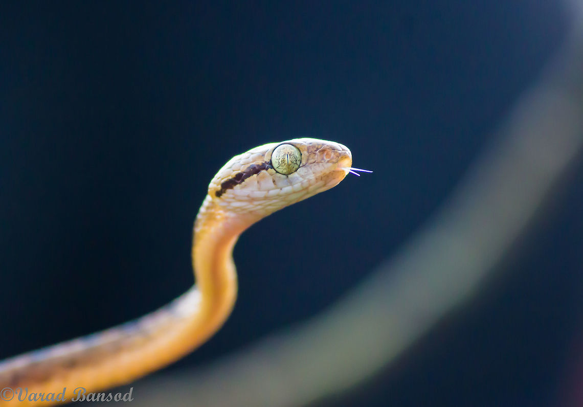 A beautiful snake with  even more beautiful eyes A bedome&#039;s cat snake giving a superb pose for the shot , this one is from the western ghats too . Beddome's cat snake,Boiga beddomei