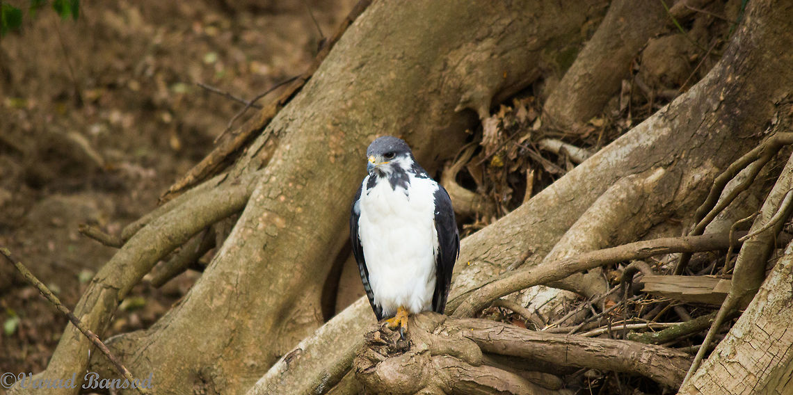 augur_buzzard A raptor from the east african jungles the augur buzzard is a treat to the observers eyes and a threat to the smaller ones , got to see this one at lake nakuru , kenya . <br />
Beautifully perched on a root of a tree this one sat near a stream after having a nice meal and quenching thirst from the stream nearby Augur buzzard,Buteo augur,Buteo auguralis,Buzzard,Kenya Birds 2015,Raptors,Red-necked buzzard,east african jungles,kenya