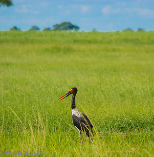 The Stork and the grassland A beautiful saddle billed stork standing upright in the vast plains of Masai mara allowing a beautiful composition of the stork with a great background . Ephippiorhynchus senegalensis,Masai Mara,Saddle-billed Stork