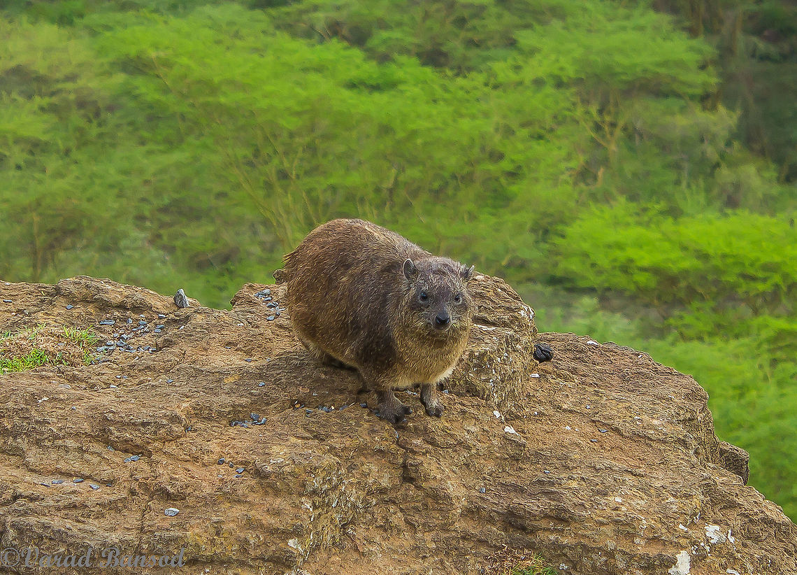 Rabbit of the Rocks A cute little rodent from the cliffs and crevices of the African jungles , The rock hyrax is a rodent residing in the huge boulders and crevices in various ranges from the great rift valley , found this one at lake nakuru , kenya Fall,Geotagged,Kenya,Mammalia,Mammals,Procavia capensis,Rock hyrax,Spring,lake nakuru