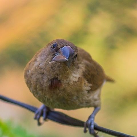 Curiosity of the little one A juvenile scaly breasted munia looking at the lens curiously as if something will pop out of it , the juvenile has a plumage with varying colors than the adult but here we can see the bird growing some feathers on the abdomen!! Lonchura punctulata,Scaly-breasted Munia,juvenile,juvenile birds