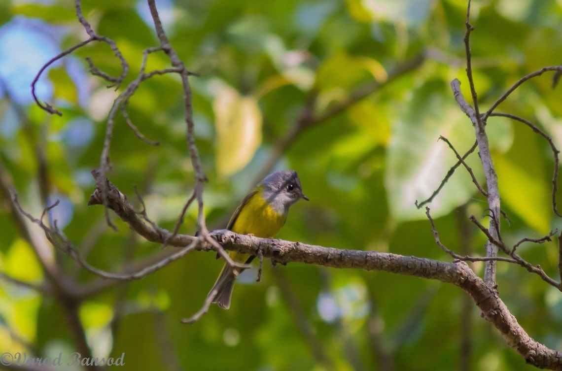 Whistling beauty from the woods A not so common grey headed canary flycatcher , spent lot of time to track this bird , listening the calls and following them to find this beauty was an awesome experience  Culicicapa ceylonensis,Geotagged,Grey headed canary flycatcher,India,pune